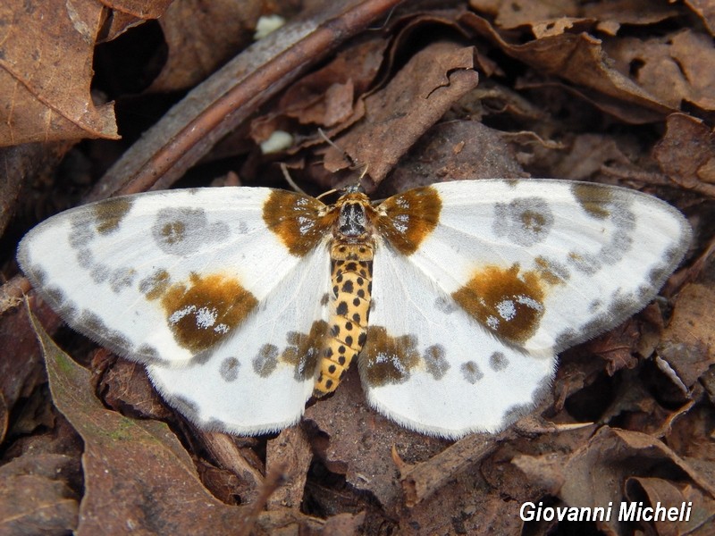 Abraxas (Calospilos) sylvata Geometridae